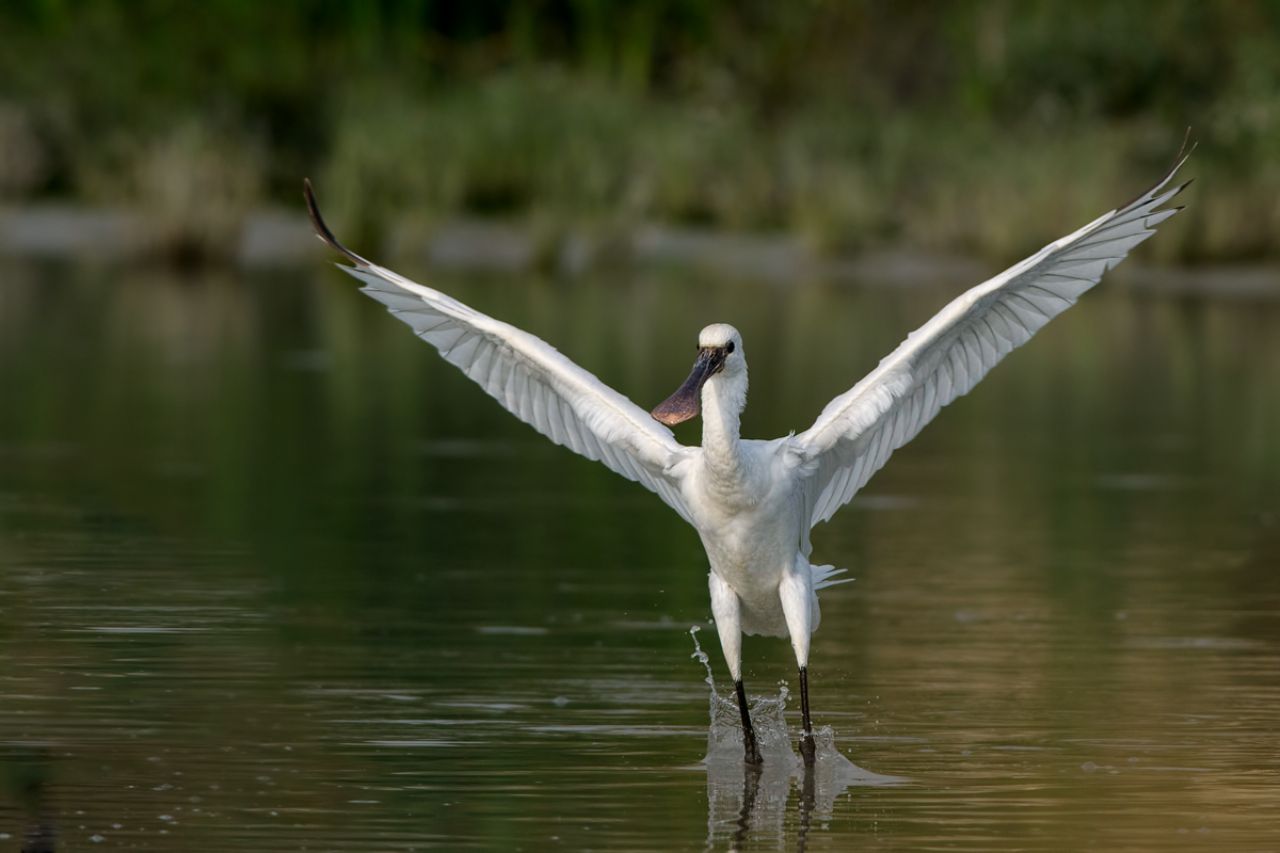 Spatola  (Platalea leucorodia)